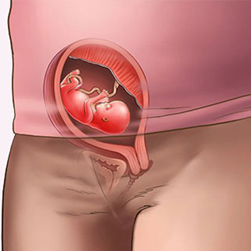 Những thay đổi của thai nhi tuần thứ 12