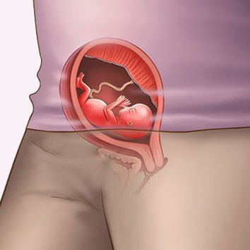 14 week pregnancy