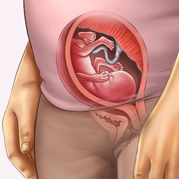 Những thay đổi của thai nhi tuần thứ 17